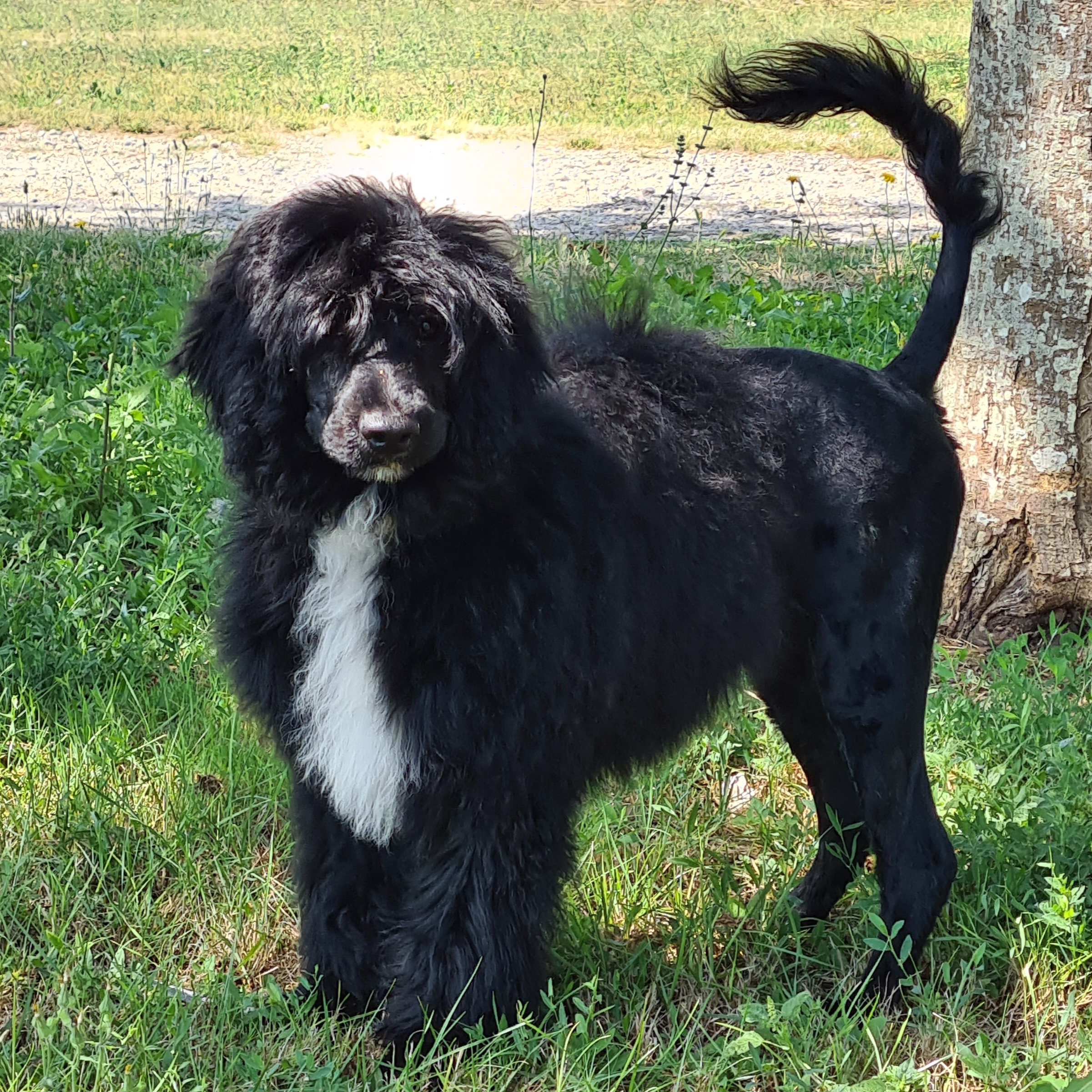 Metakisbulls I am April Another Simple Favor - portuguese water dog