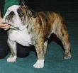 bulldog CH. Beefeater's Gee Wiz