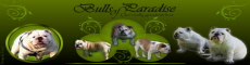 bullsofparadise, English bulldog breeder in Germany or Deutschland ou Allemagne