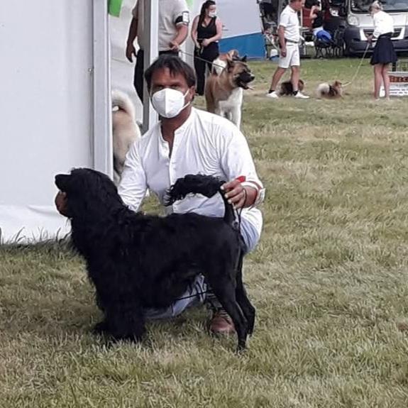 portuguese water dog puppy