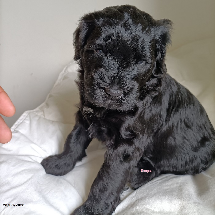 puppy portuguese water dog