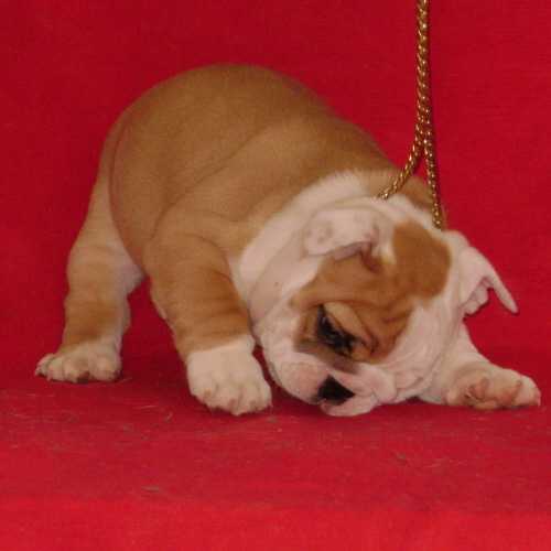 Chiot1