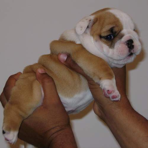 Chiot1