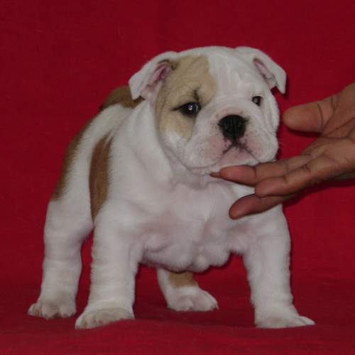 Chiot2