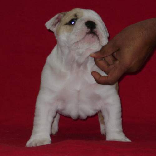 Chiot2