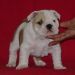 chiot2