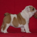 chiot2