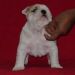 chiot2