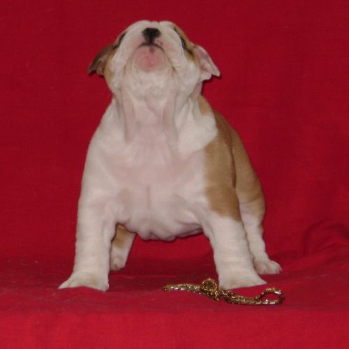 Chiot3