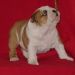 chiot3