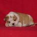 chiot3