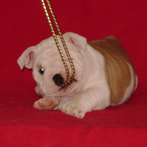 Chiot4