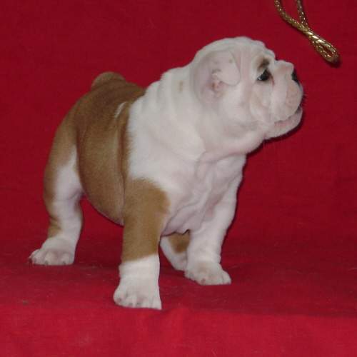 Chiot4