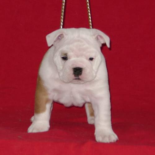 Chiot4