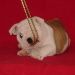 chiot4