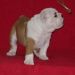 chiot4