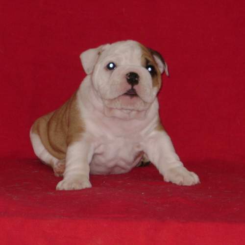 Chiot5