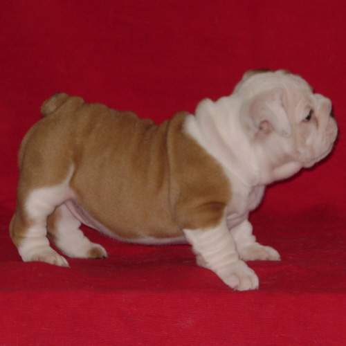 Chiot5