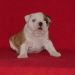 chiot5