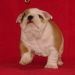 Chiot6