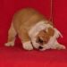 Chiot6