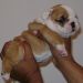 Chiot6
