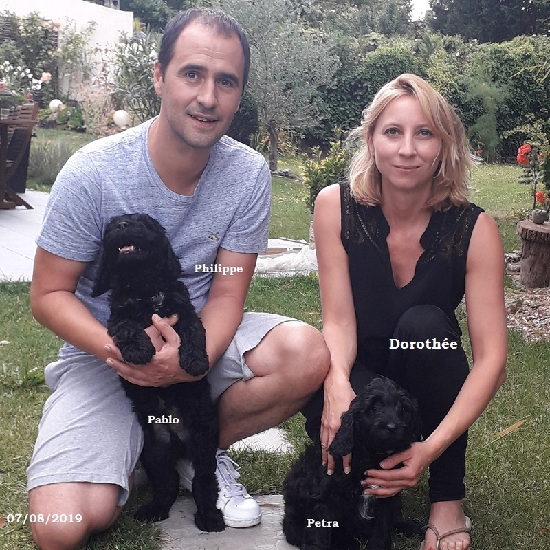 puppies portuguese water dog