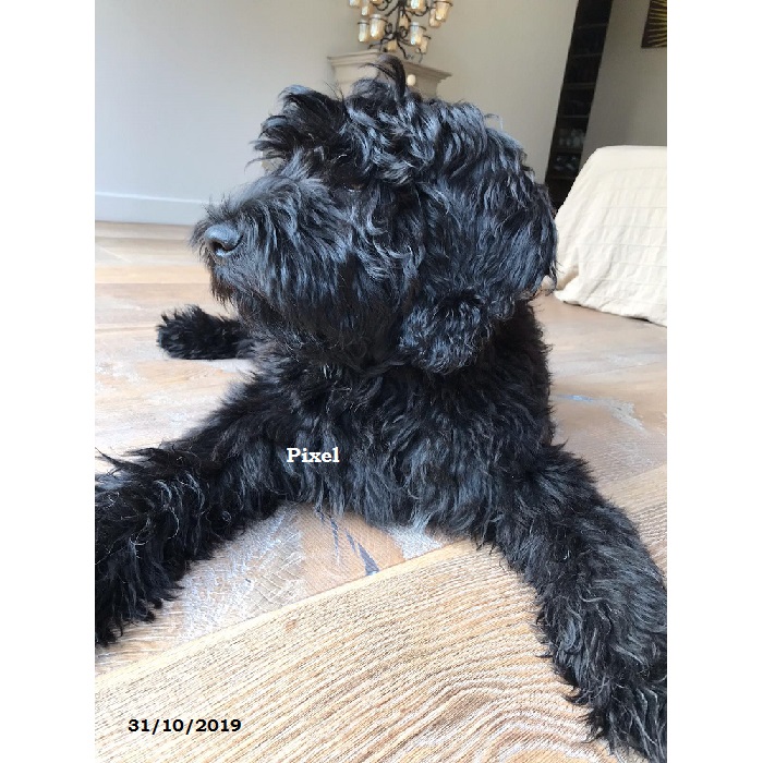 puppies portuguese water dog