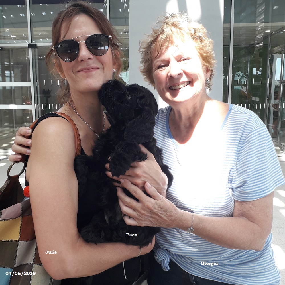puppies portuguese water dog