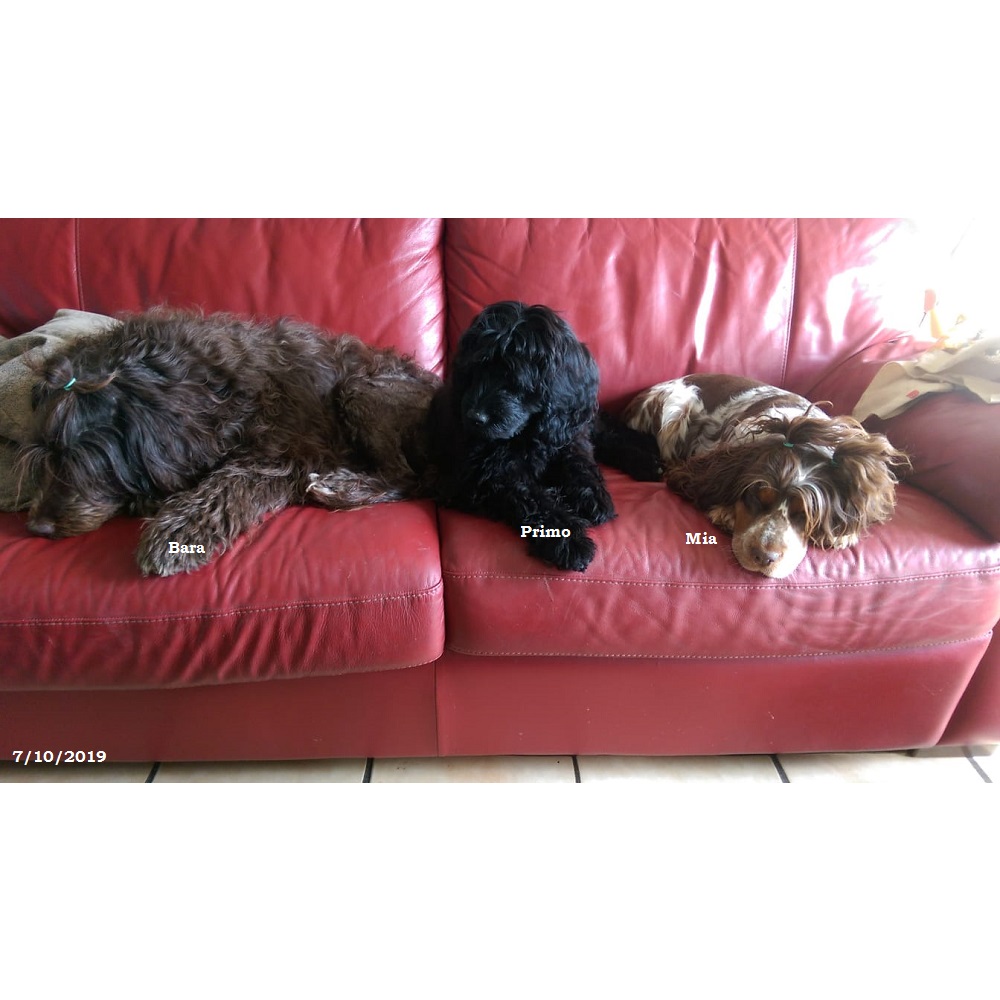 puppies portuguese water dog