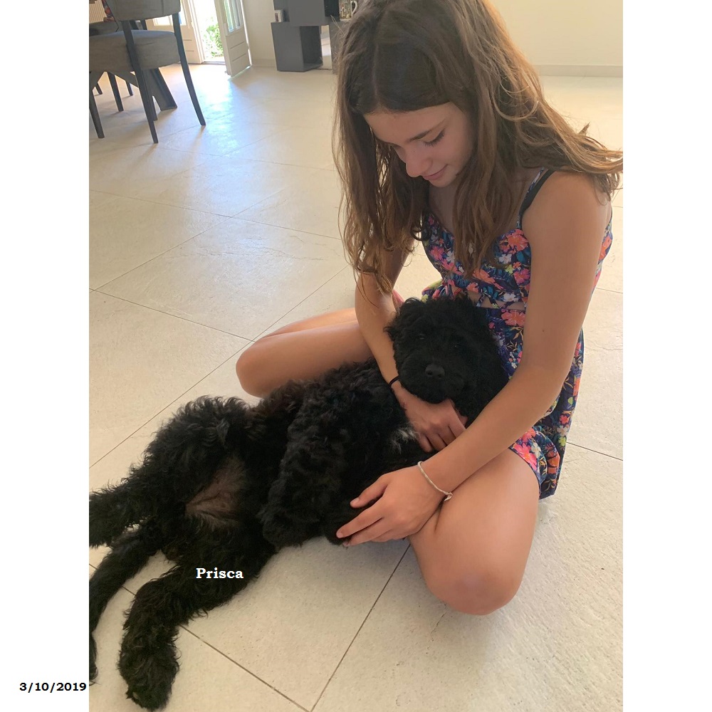 puppies portuguese water dog