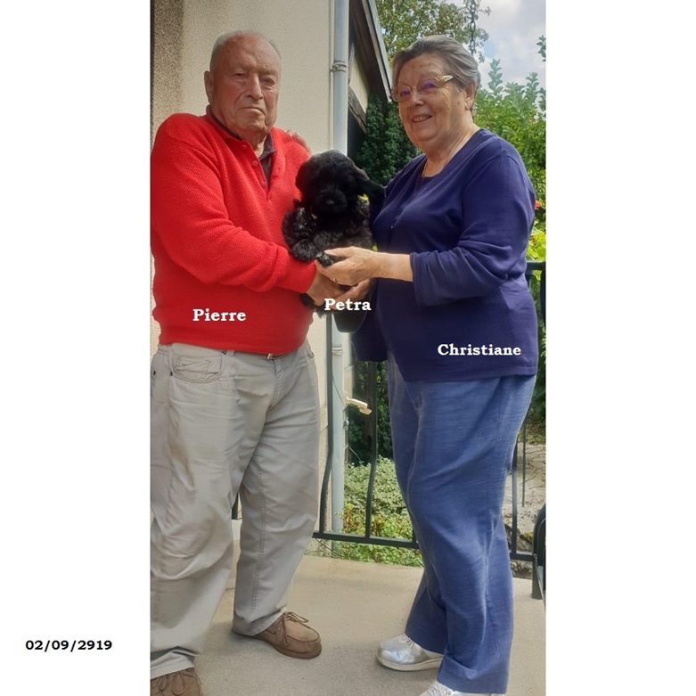 puppies portuguese water dog