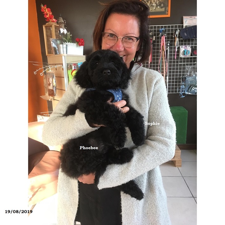 puppies portuguese water dog