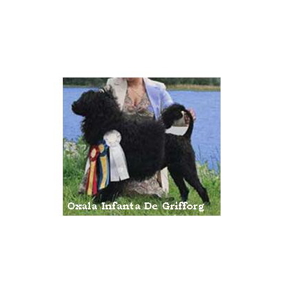 Portuguese water dog : CH Oxala Infanta De Grifford 