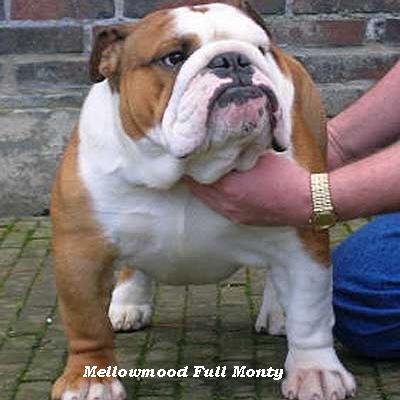 English bulldog, Ch Mellowmood Full Monty