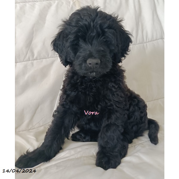 portuguese water dog puppy