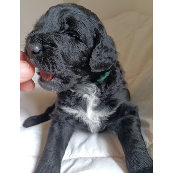 portuguese water dog puppy