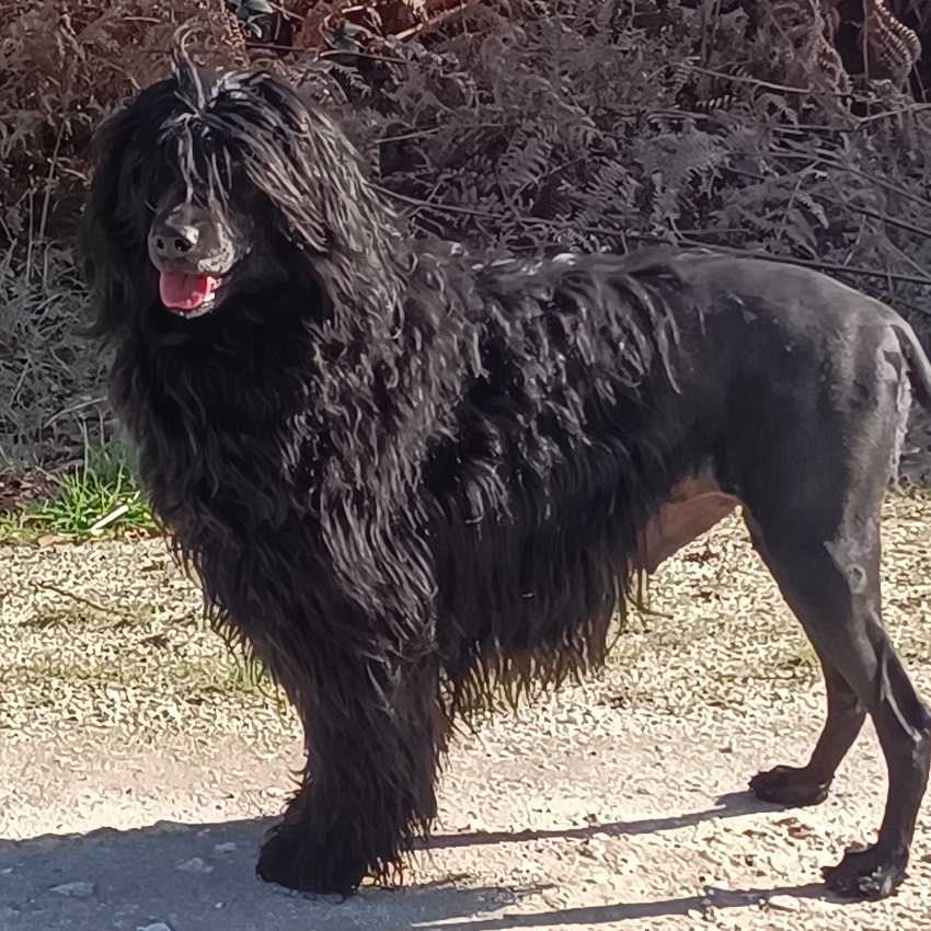 chien d&rsquo;eau portugais : onyx des fees de breiz