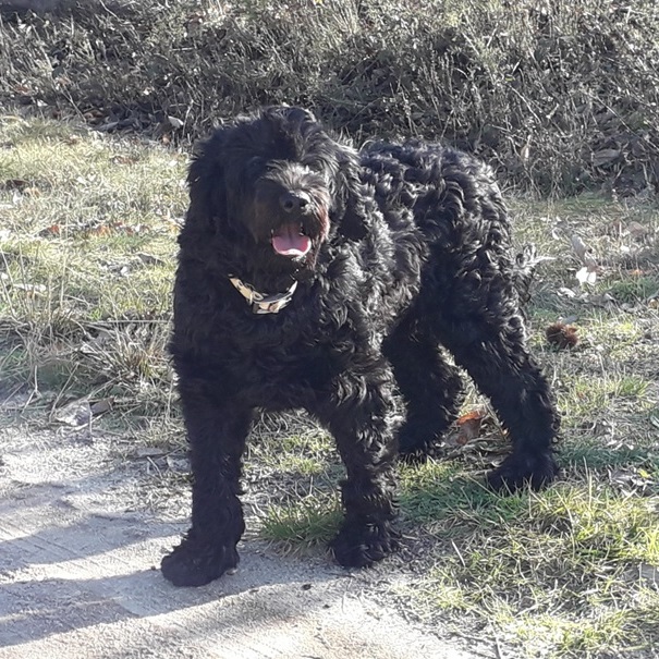 Onyx des Fees de Breiz - portuguese water dog