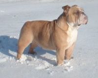 English bulldog, Pastrich Beauty Patches by Iceglint