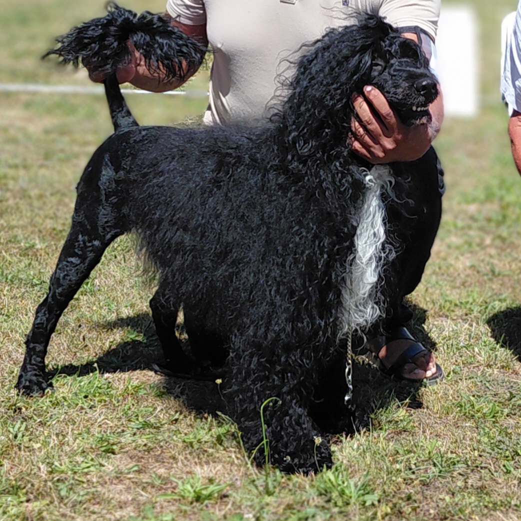 Portuguese Water Dog