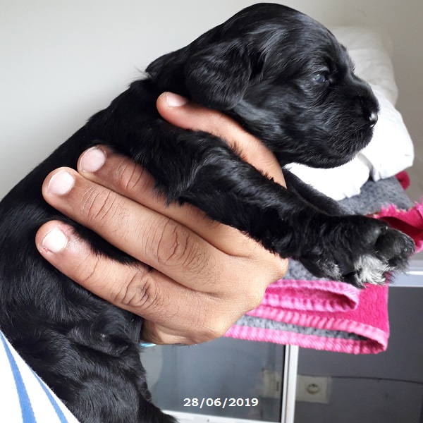 puppies portuguese water dog