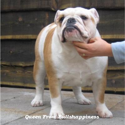 English bulldog, Queen from bullshappiness