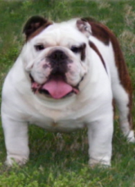 bulldog CH. Bayou City Rocky