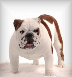 Our stud English bulldog, CH. Bayou City Rocky