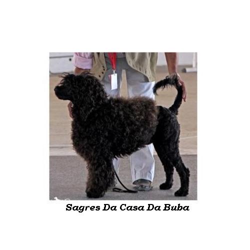Portuguese water dog : CH Dylan Da Casa Da Buba