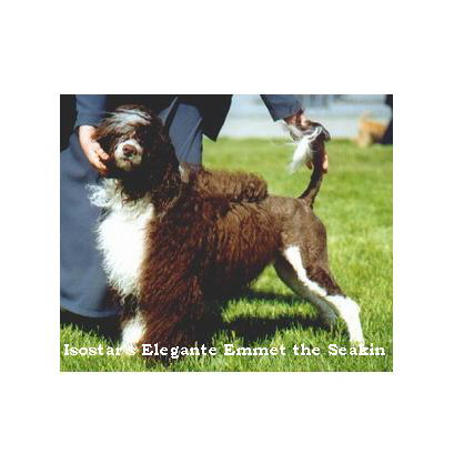 Portuguese water dog : CH Isostar’s Elegante Emmet The Seakin